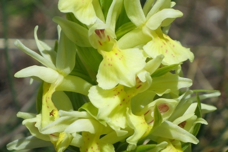 rando-montagne-devoluy-fleurs-orchis