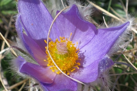 rando-montagne-fleurs-devoluy-anemone-pulsatille